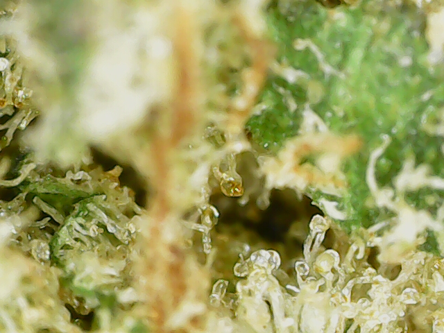 Forbidden Fruit CBD Hemp Flower UK