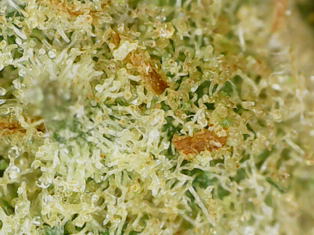 Amnesia CBD Hemp Flower UK