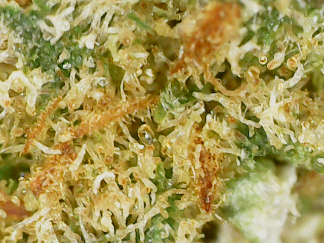 Gorilla Glue Trichomes