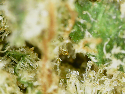 Alien Fruit CBD Trichomes