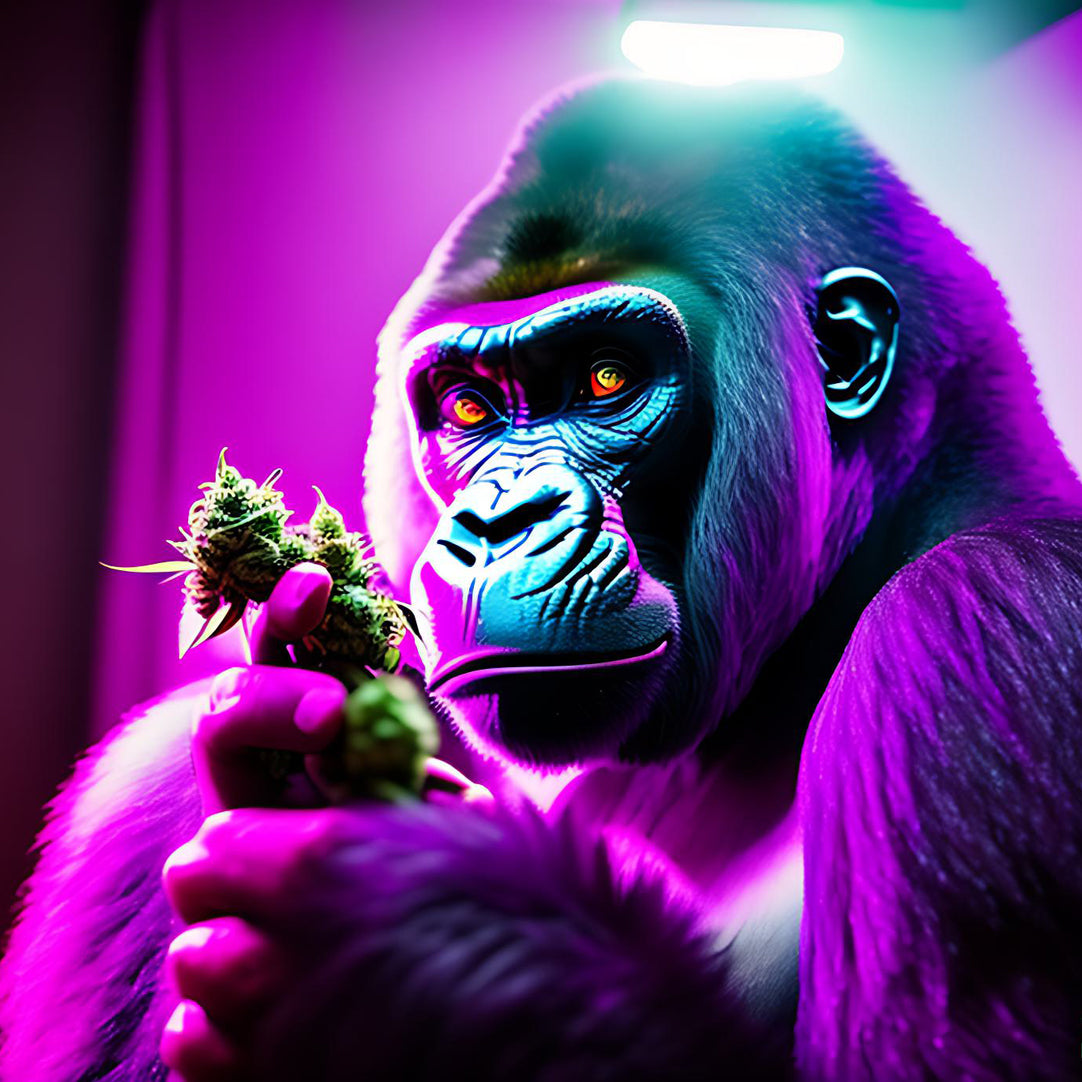 Gorilla holding CBD Flower in purple room