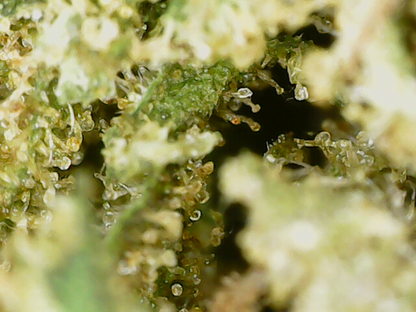 Northern Lights Trichomes